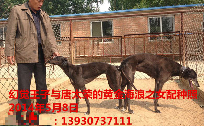 海浪公主 941000016714992