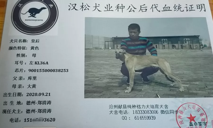 格力犬库里血统图片