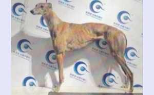 火凤凰 900219000721592，HJWCAWT.jpg