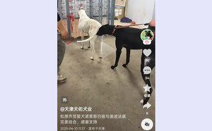 激进法庭X诺里斯白妞 990000001567657，NLHW1603.jpg