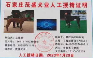 艾里斯X黑石头 DBHX4，941000225080211.jpg