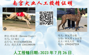 哈瓦那X大营郑全的阿瓦塔小姐900255001084655（2023年7月26日配）.jpg