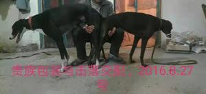 贵族包装X击落 HJMG 411A，900128001208821.jpg