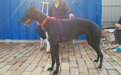 黑色幻想 HSZC 1308，900115000131551