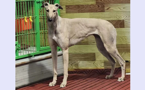 登峰造极 900215005763937