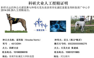 诺里斯X花头 900250000431973，900250000068276.jpg