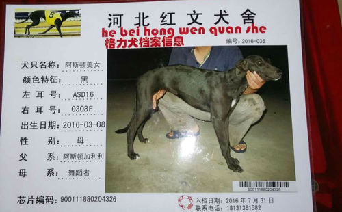 阿斯顿美女 ​ASD16 0308F，900111880204326