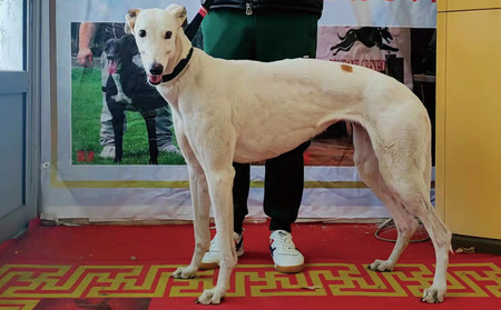 小白 136046579990065