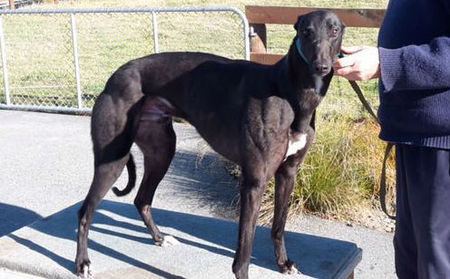 欧宝怪力 Opawa O'grady，956000003343772，ZDEAR