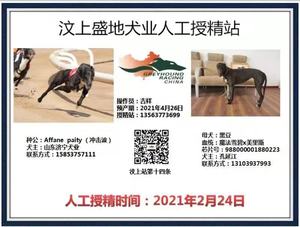 冲击波X黑豆988000001880223.jpg