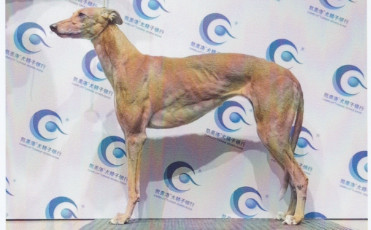 尼克宁 900219000991203，NGXH323AB9