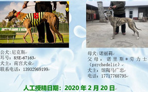 尼克斯X诺莉丽900250000384708，NLLL1605.jpg