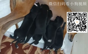 阿斯顿李X尼克宁 900219000991203，NGXH323AB9.jpg