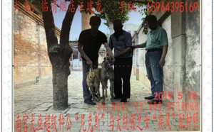 尼克斯X疾风 NGQX 714A，156111110086642.jpg