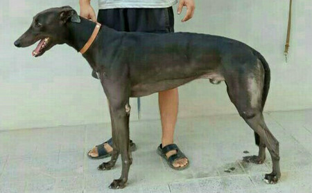 灰色蛋白石 900250000274609,dblm5 - 格力犬yy--格力犬中英文血统