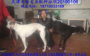 阿斯顿保罗X小花 NLXB 124A，941000015046987.jpg