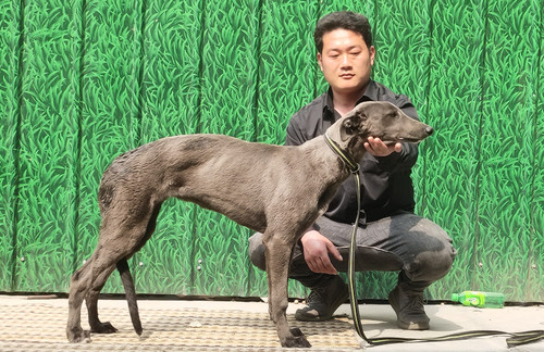 蓝精灵 900168801064886，GZQS