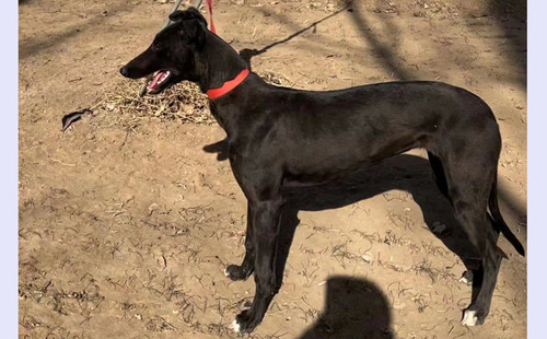 幻影女孩 900215004956761