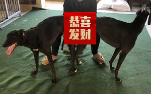 筋斗云X小黑哈利 941000016715079.jpg