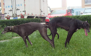 魔法X灰母 Itchy Witcy Woo，84A 9923.jpg