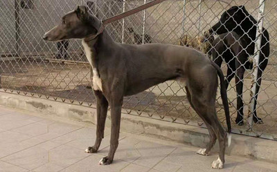 灰豹 900156999025245