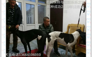 哈利保持X天意 YY4924.jpg