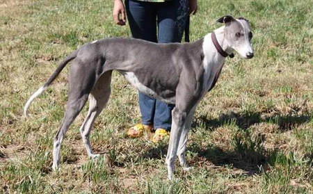 贝蒂脸红 Betty Blush，35C 0248