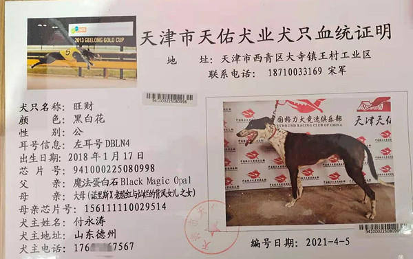 格力犬中英文血统查询