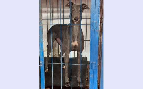 诺里公主 900255001826683