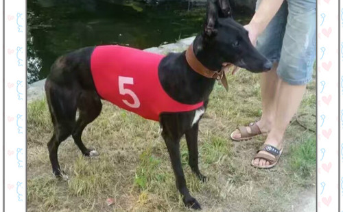 格力犬中英文血统查询