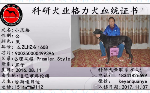 小风格 900250000499396，ZLHZ1608