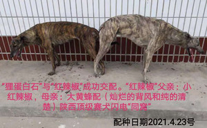 狸蛋白石X红辣椒900115000929428.jpg