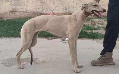 联邦保罗 400123001481626