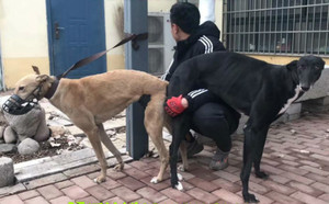 泰格X踏雪仔 JSTX 51C.jpg