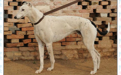 格力犬中英文血统查询