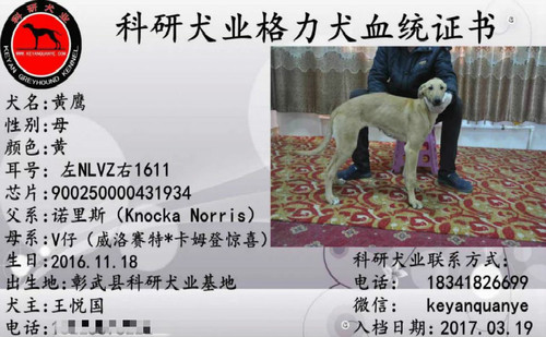 黄鹰 900250000431934，NLVZ1611