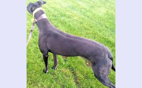 雅虎 Yahoo Matilda，977200010027269，XBQKM