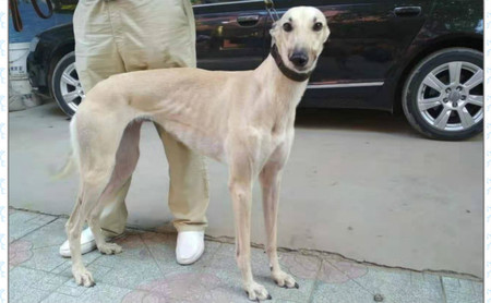 芒果 941000225080126