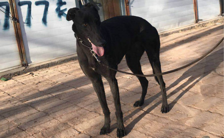 黑旋风900111880167040j72c