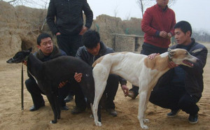 传奇X天使 Ashby Angel.jpg