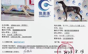 尼克斯X美人鱼 991001003385816.jpg