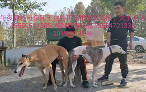 午夜螺旋X诺里飞狐900168801064895.jpg