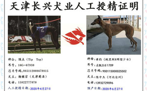 顶点X黄豹 900115000025502，BLS1709.jpg