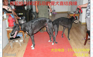 佐轮枪X辉煌公主 900250000352198.jpg