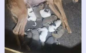 顶蜂X黄鹰 990000009293826，KNYYL.jpg