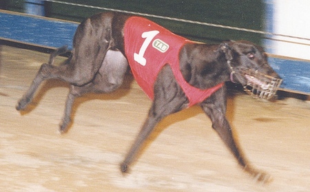 大碰撞 collision - 格力犬yy--格力犬中英文血统查询