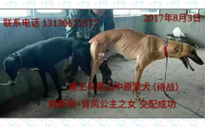 鹰王X待战 HSDGZ 1307Z，900250000176298.jpg