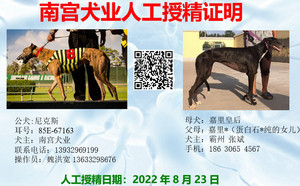 尼克斯X嘉里皇后 CY468，900215000050798.jpg