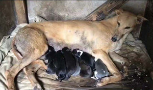 黑佐轮X海浪公主 156111110029513.jpg