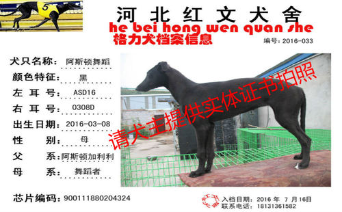 阿斯顿舞蹈 ASD16 0308D，900111880204324